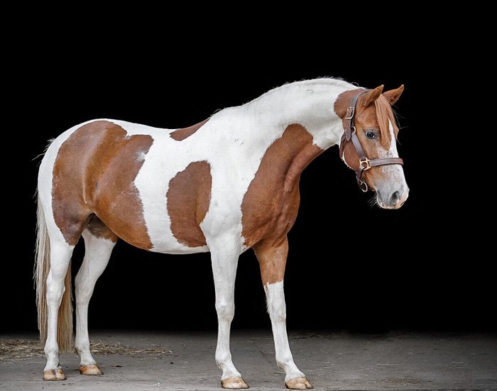 Lauras_Stallparadies_Reitunterricht_Reiten_lernen