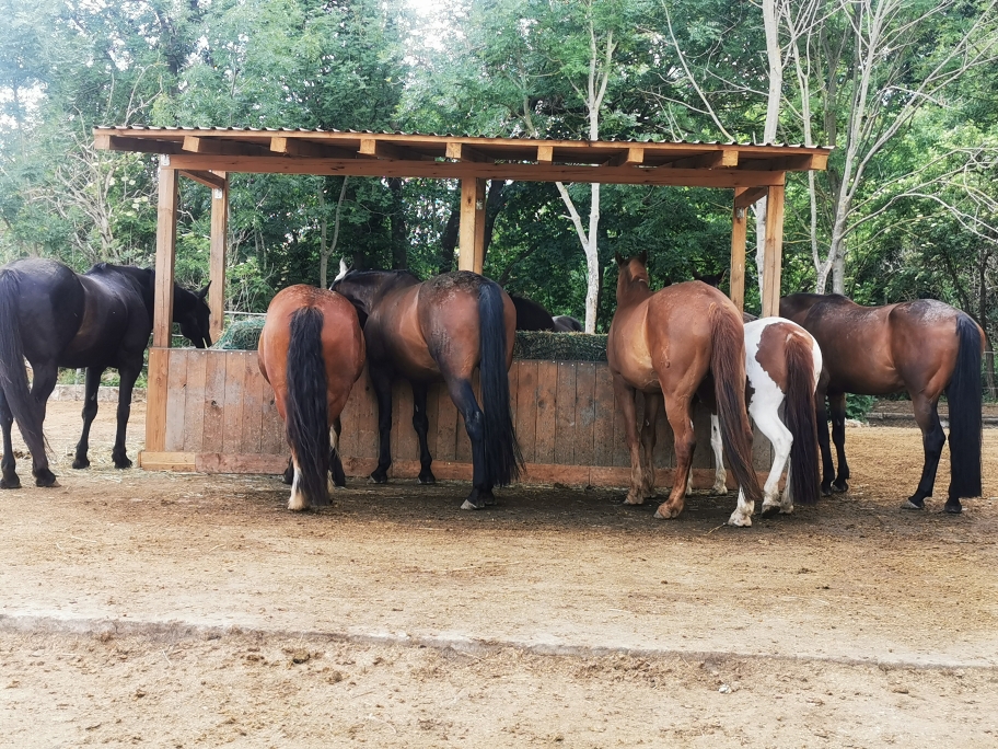 Lauras_Stallparadies_Reitunterricht_Reiten_lernen