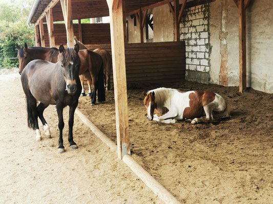 Lauras_Stallparadies_Reitunterricht_Reiten_lernen