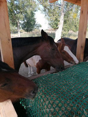 Lauras_Stallparadies_Reitunterricht_Reiten_lernen