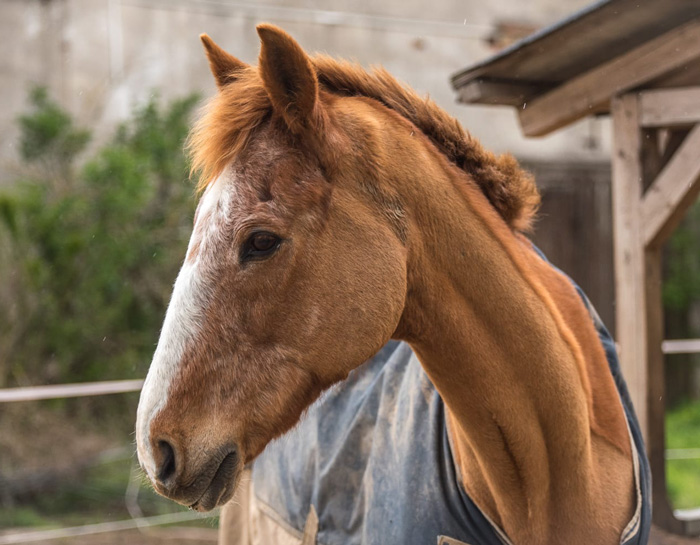 Lauras_Stallparadies_Reitunterricht_Reiten_lernen