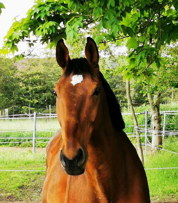 Lauras_Stallparadies_Reitunterricht_Reiten_lernen